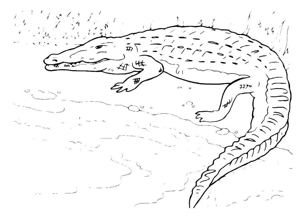 Coloring Crocodile near the water. Category reptiles. Tags:  Reptile, crocodile.