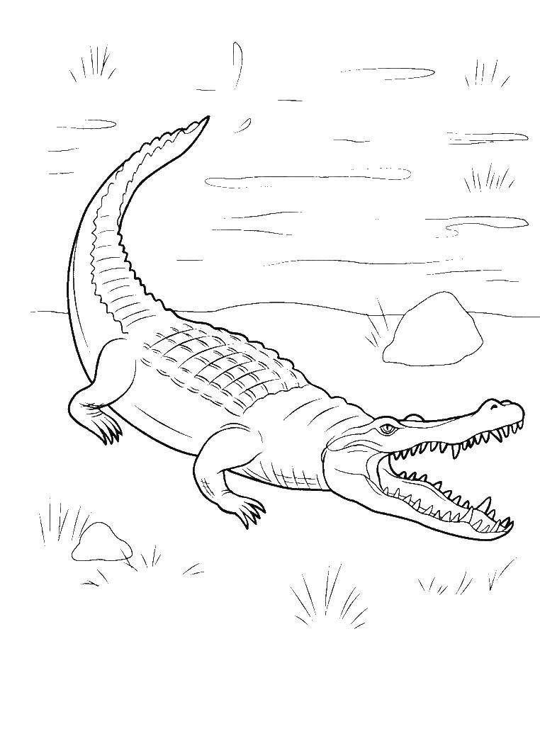 Название: Раскраска Крокодил. Категория: рептилии. Теги: Рептилия, крокодил.