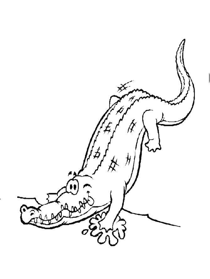 Название: Раскраска Крокодильчик. Категория: рептилии. Теги: Рептилия, крокодил.