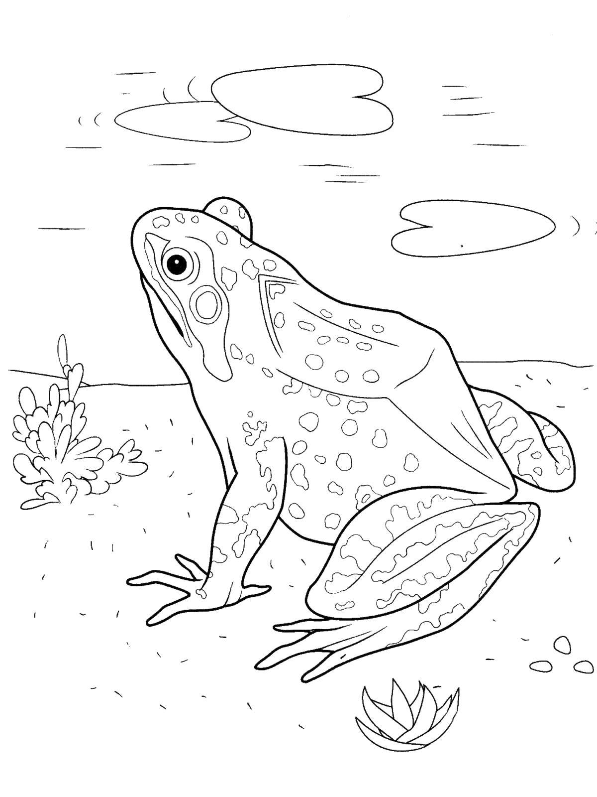 Coloring Frog. Category reptiles. Tags:  Reptile, frog.