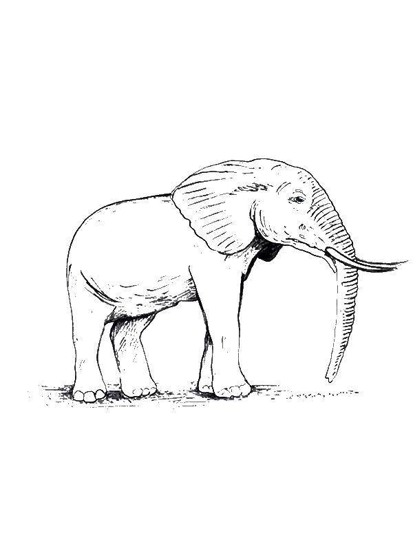 Coloring Elephant. Category wild animals. Tags:  Animals, elephant.