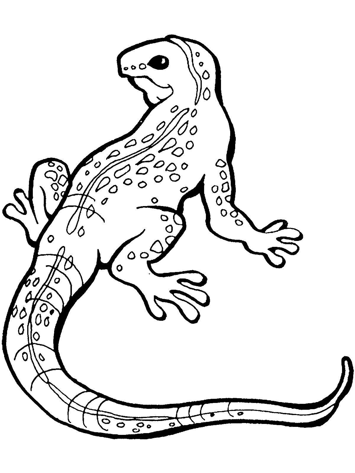 Coloring Lizard. Category reptiles. Tags:  Reptile, lizard.