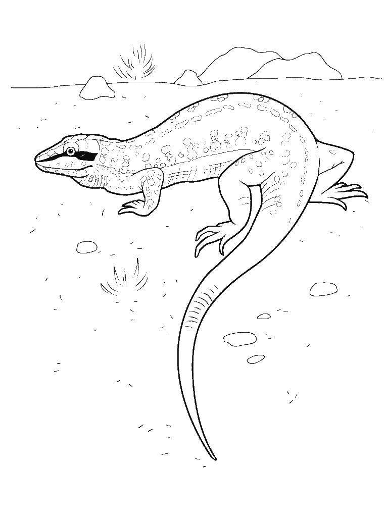 Coloring Lizard. Category reptiles. Tags:  Reptile, lizard.