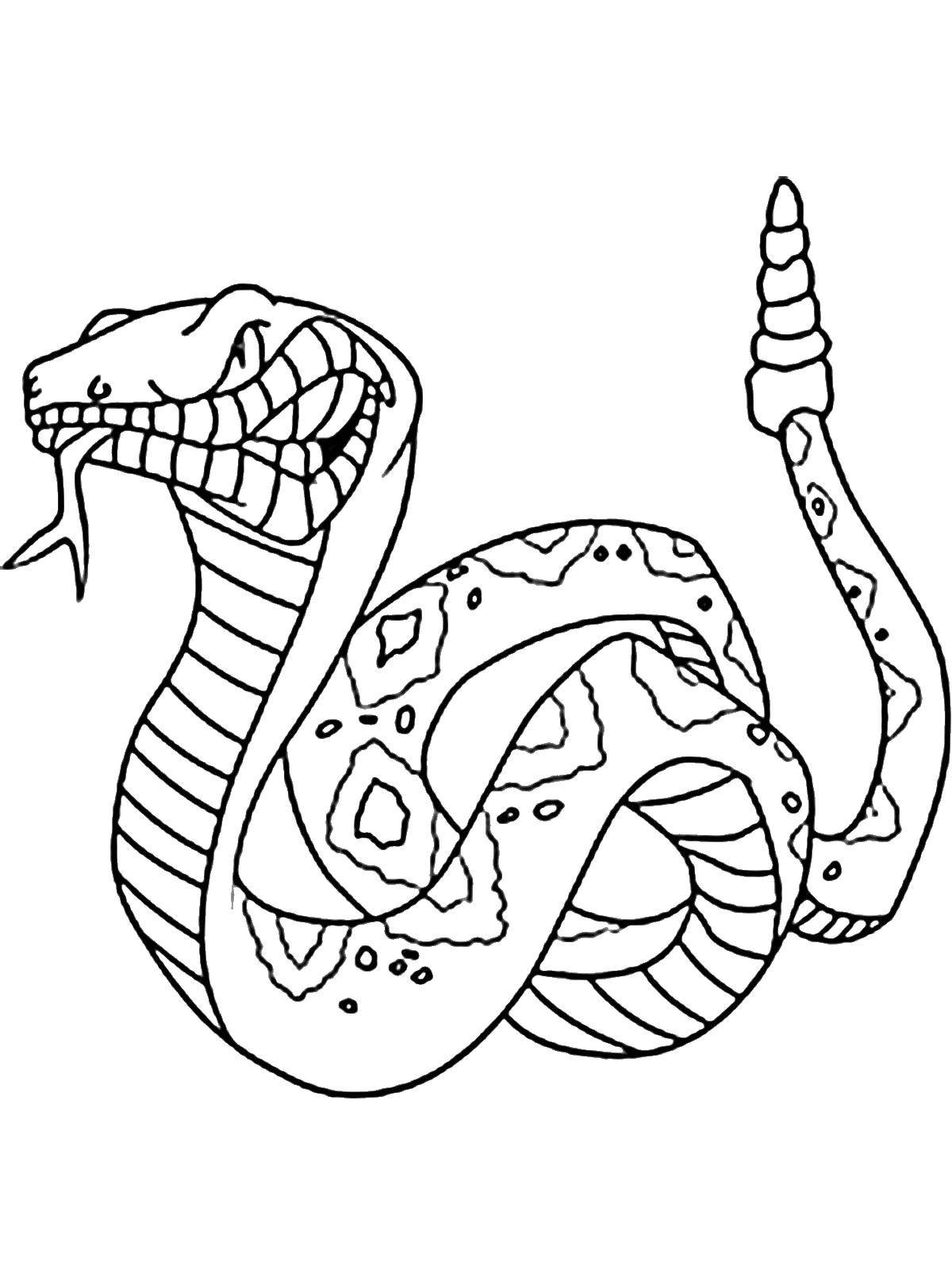 Название: Раскраска Змея - трещотка. Категория: рептилии. Теги: Рептилия, змея.