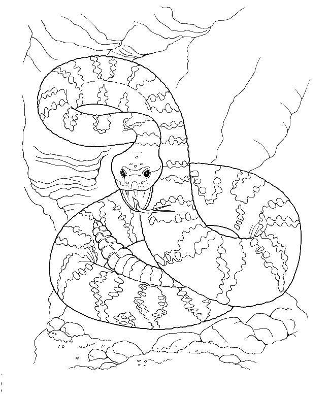 Coloring Snake - rattle. Category reptiles. Tags:  Reptile, snake.