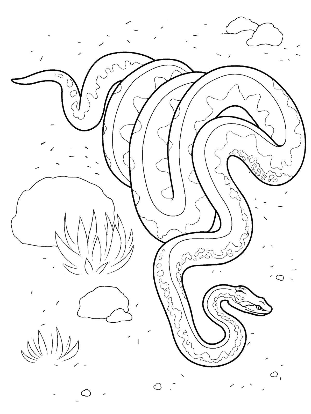 Название: Раскраска Змея. Категория: рептилии. Теги: Рептилия, змея.