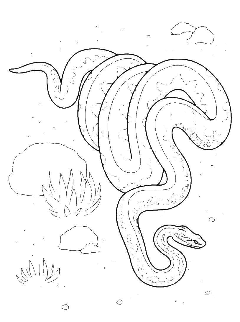 Coloring Snake. Category reptiles. Tags:  Reptile, snake.