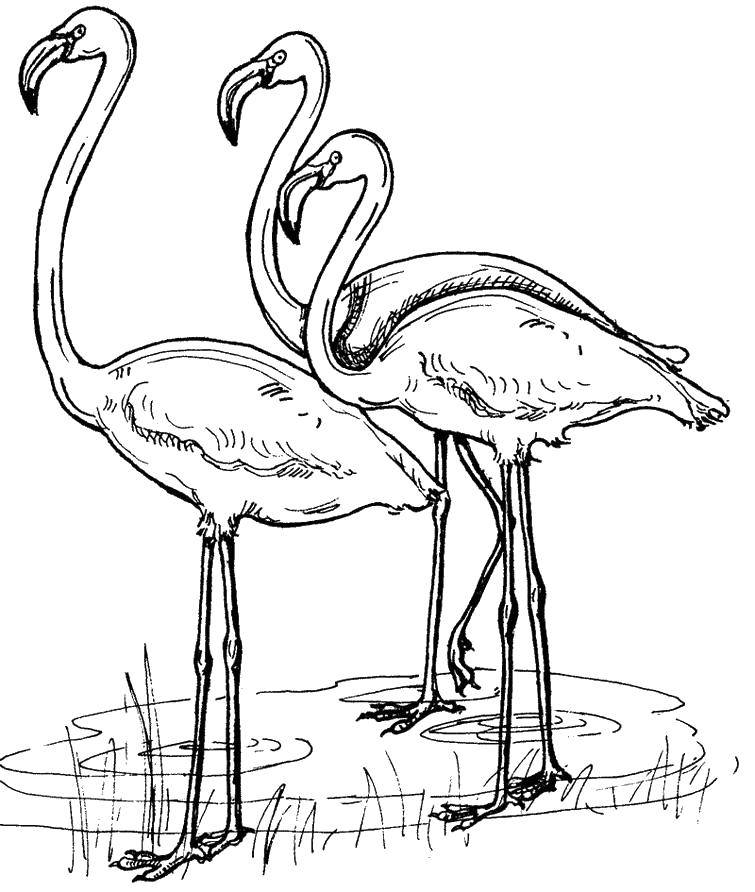 Coloring Flamingo. Category wild animals. Tags:  Animals, Flamingo.