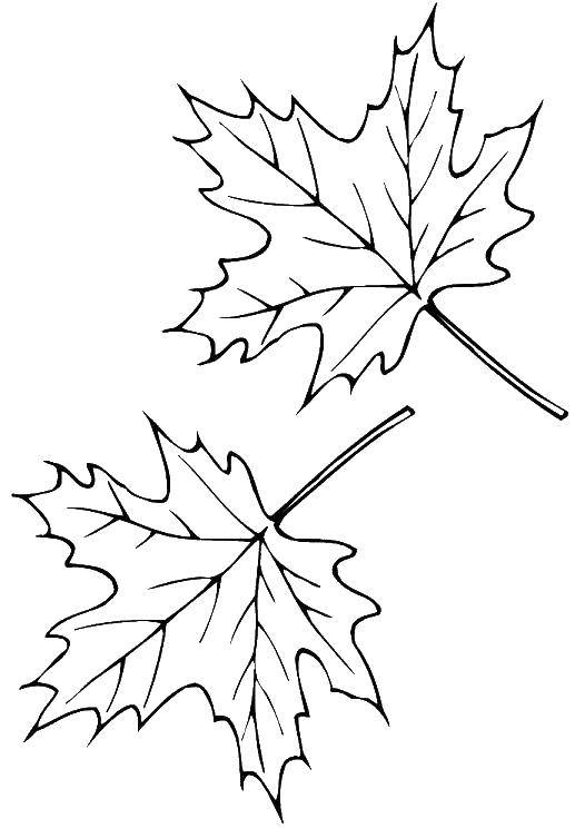 Coloring Maple leaves. Category The contours of the leaves. Tags:  maple.
