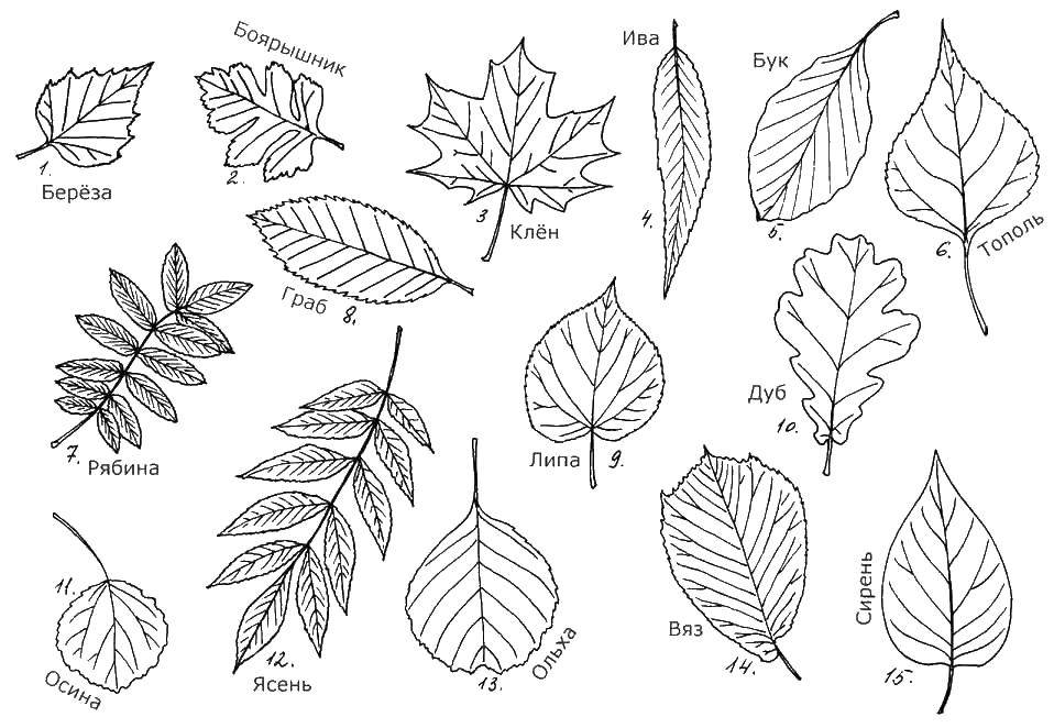 Название: Раскраска Листья с названиями. Категория: Контуры листьев. Теги: листья.