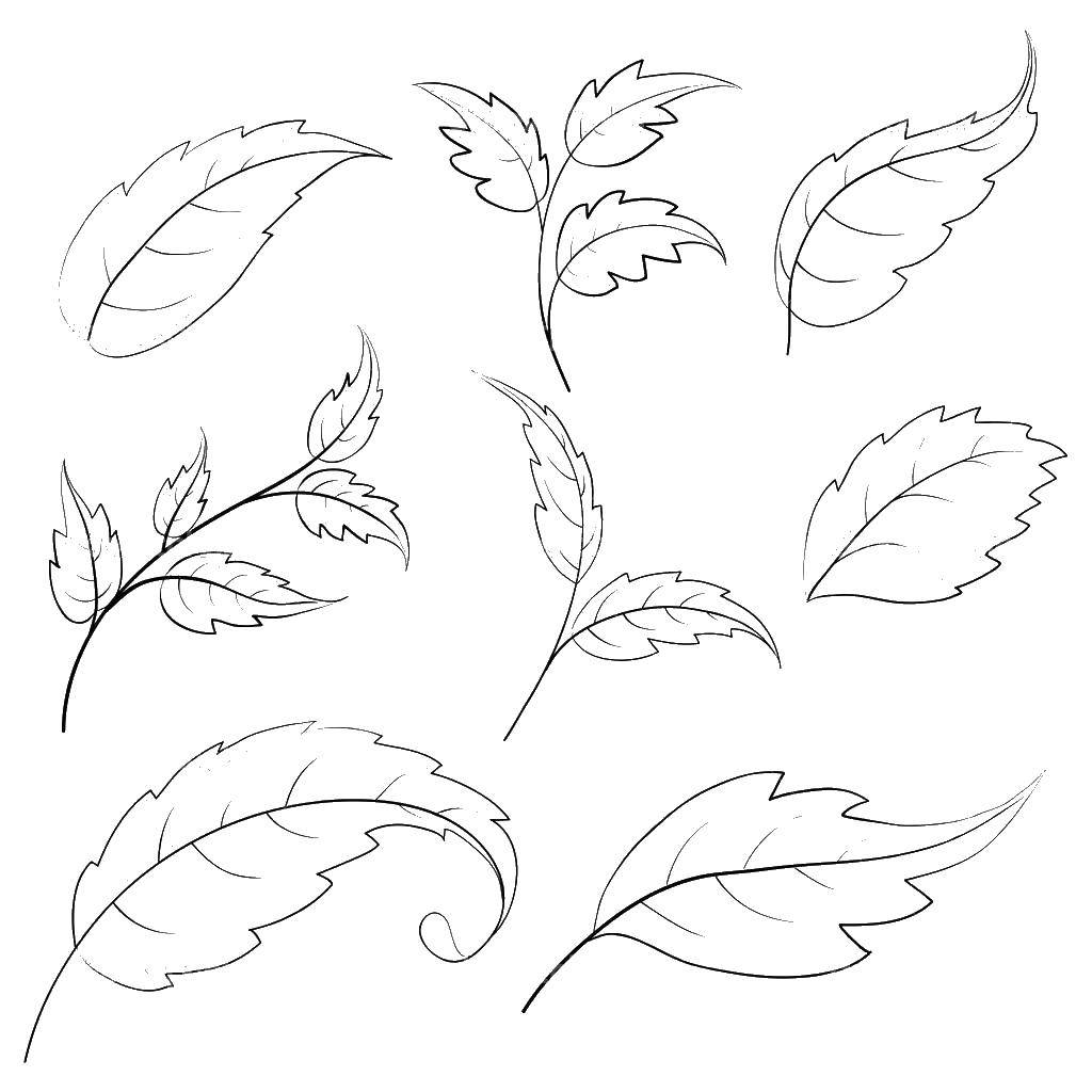 Coloring Leaves. Category The contours of the leaves. Tags:  leaves.