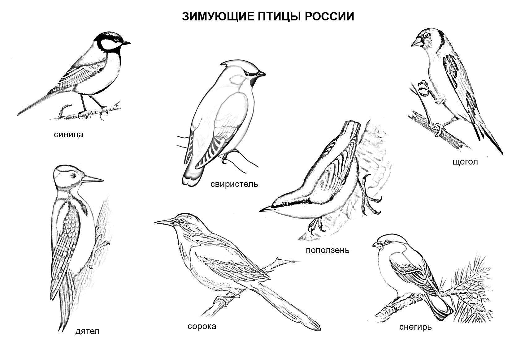 Название: Раскраска Зимующие птицы россии. Категория: россия. Теги: Россия, птицы.