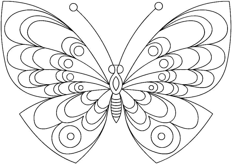 Coloring Butterfly. Category Animals. Tags:  butterfly.