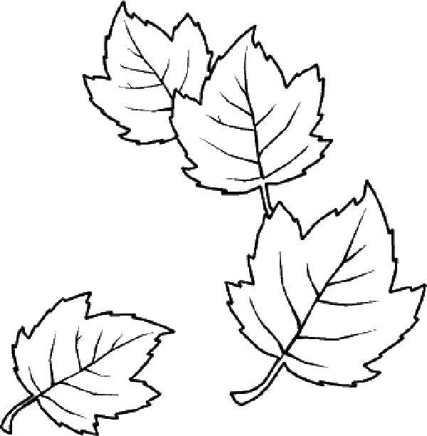 Coloring Leaves. Category The contours of the leaves. Tags:  leaves.