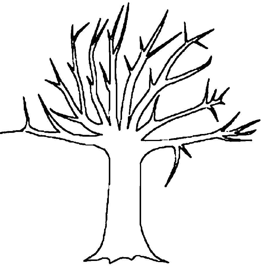 Название: Раскраска Дерево без листьев. Категория: Контуры листьев. Теги: дерево.