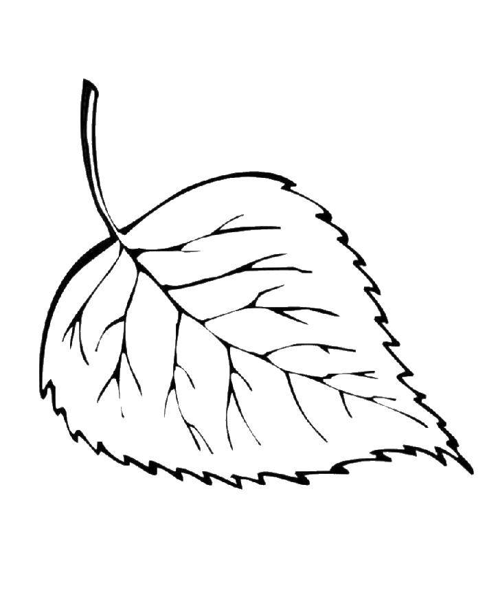 Coloring Linden. Category The contours of the leaves. Tags:  Linden.