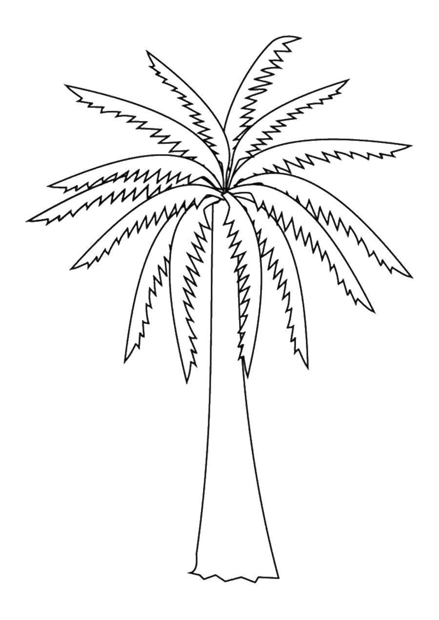 Название: Раскраска Пальма. Категория: Контуры листьев. Теги: пальма.
