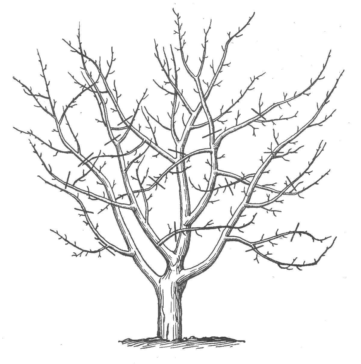 Название: Раскраска Дерево без листьев. Категория: Контуры листьев. Теги: дерево.