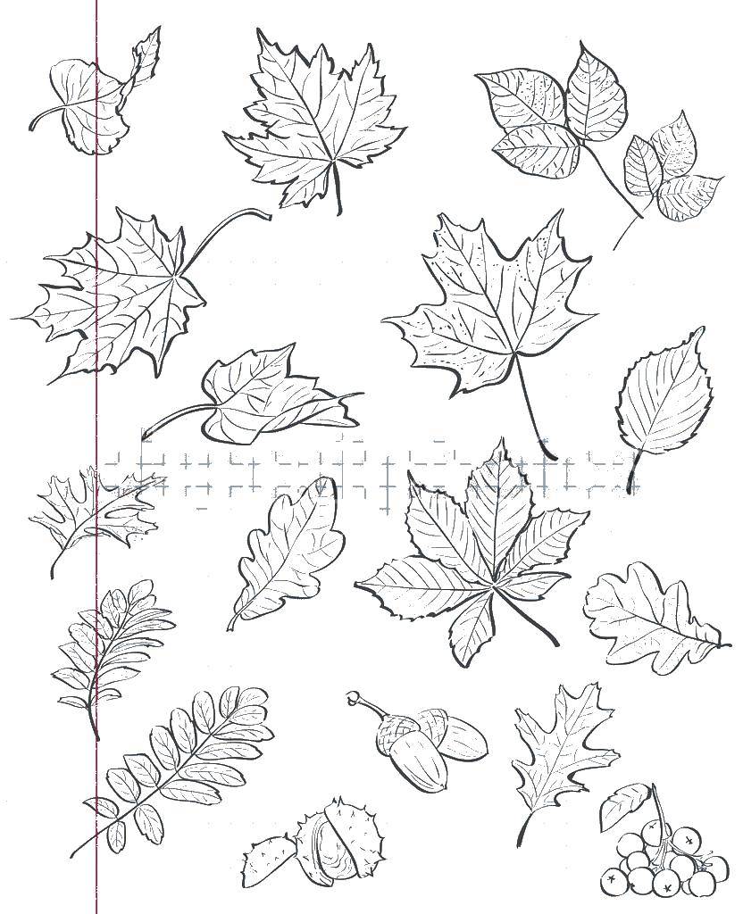Название: Раскраска Листья. Категория: Контуры листьев. Теги: листья.