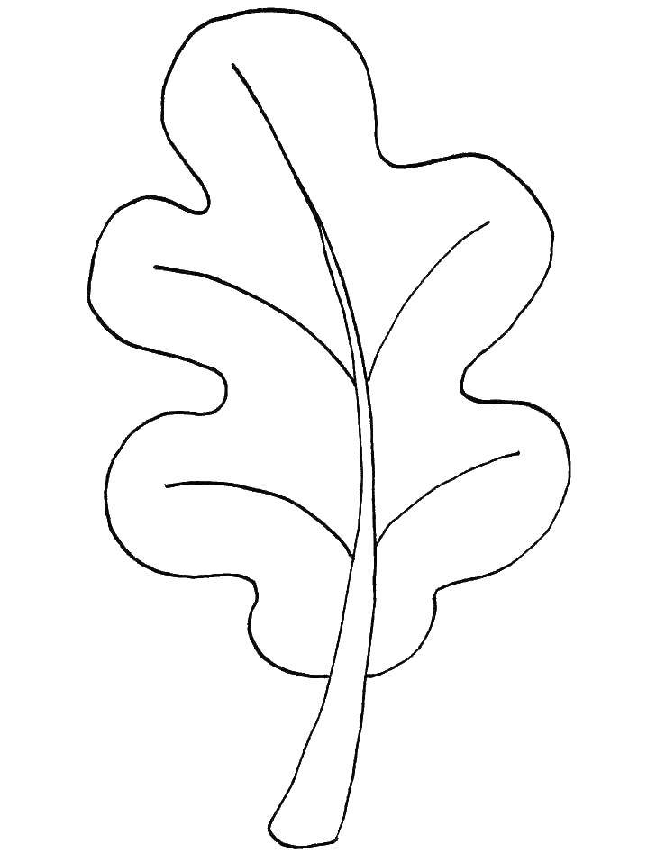 Название: Раскраска Лист дуба. Категория: Контуры листьев. Теги: дуб.