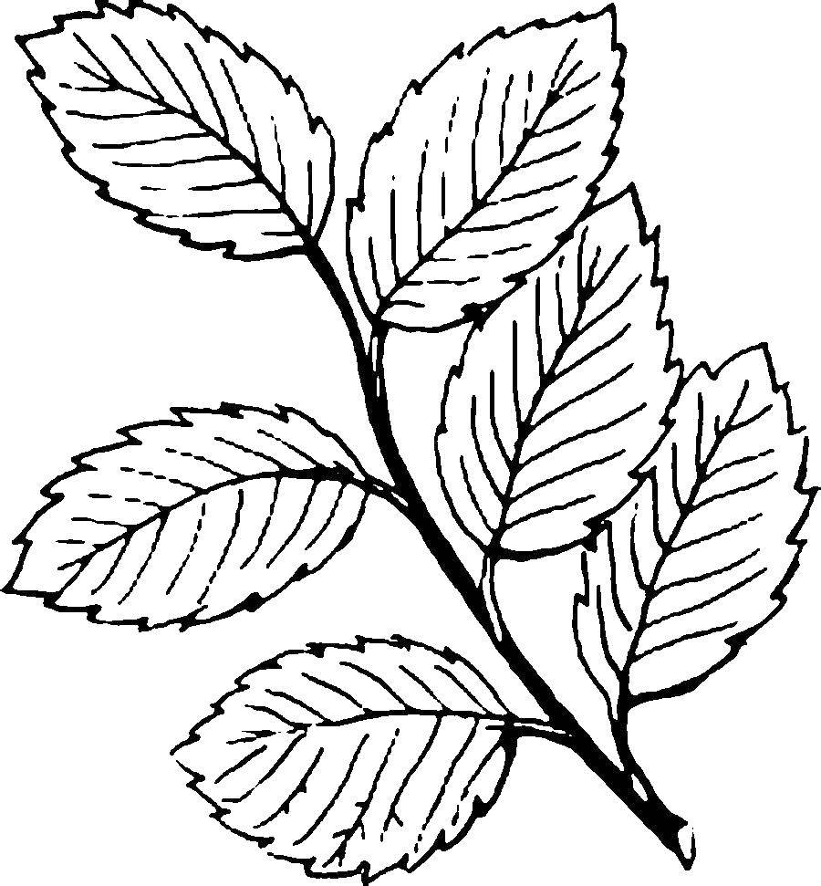 Название: Раскраска Ветка. Категория: Контуры листьев. Теги: листья.