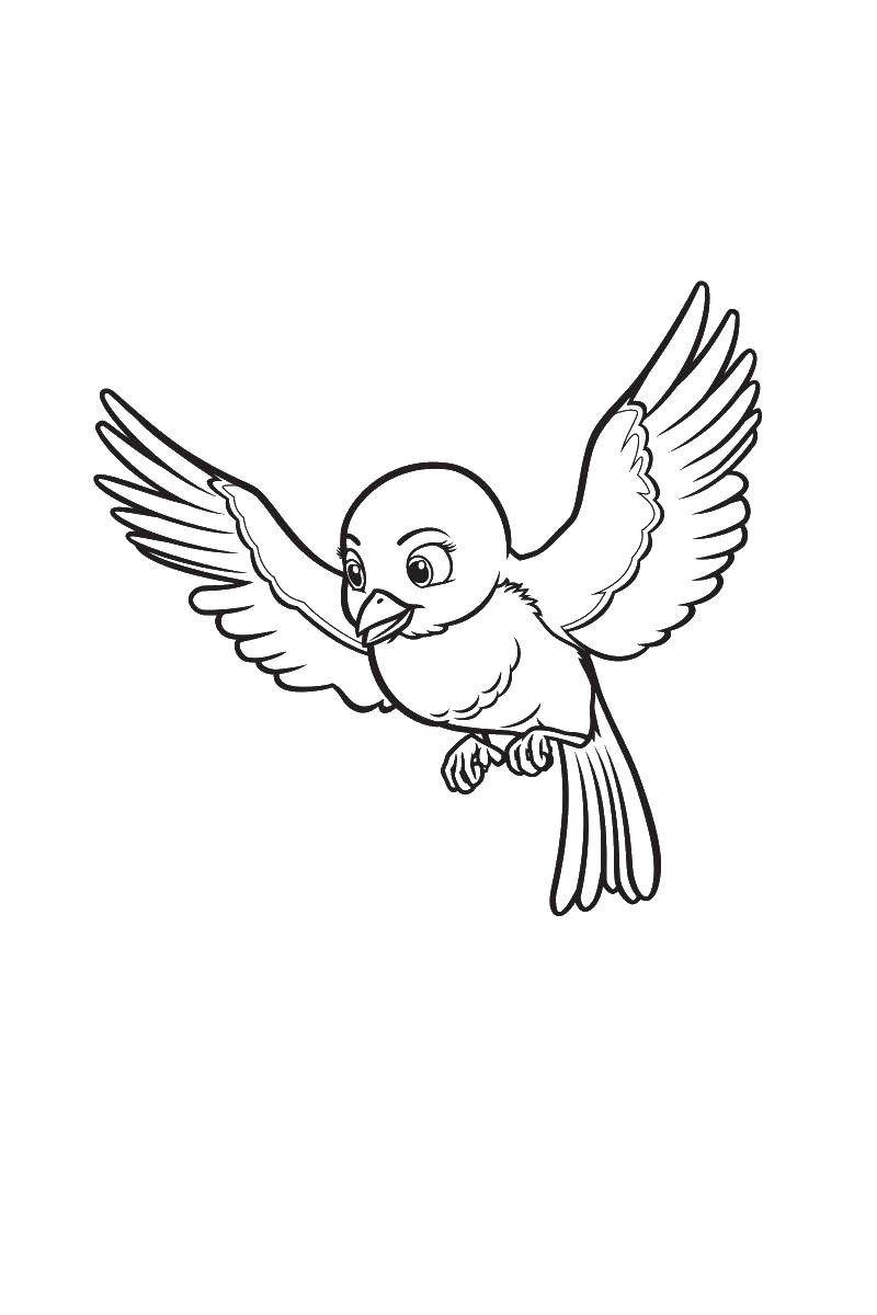 Coloring Bird MIA. Category Cartoon character. Tags:  bird .