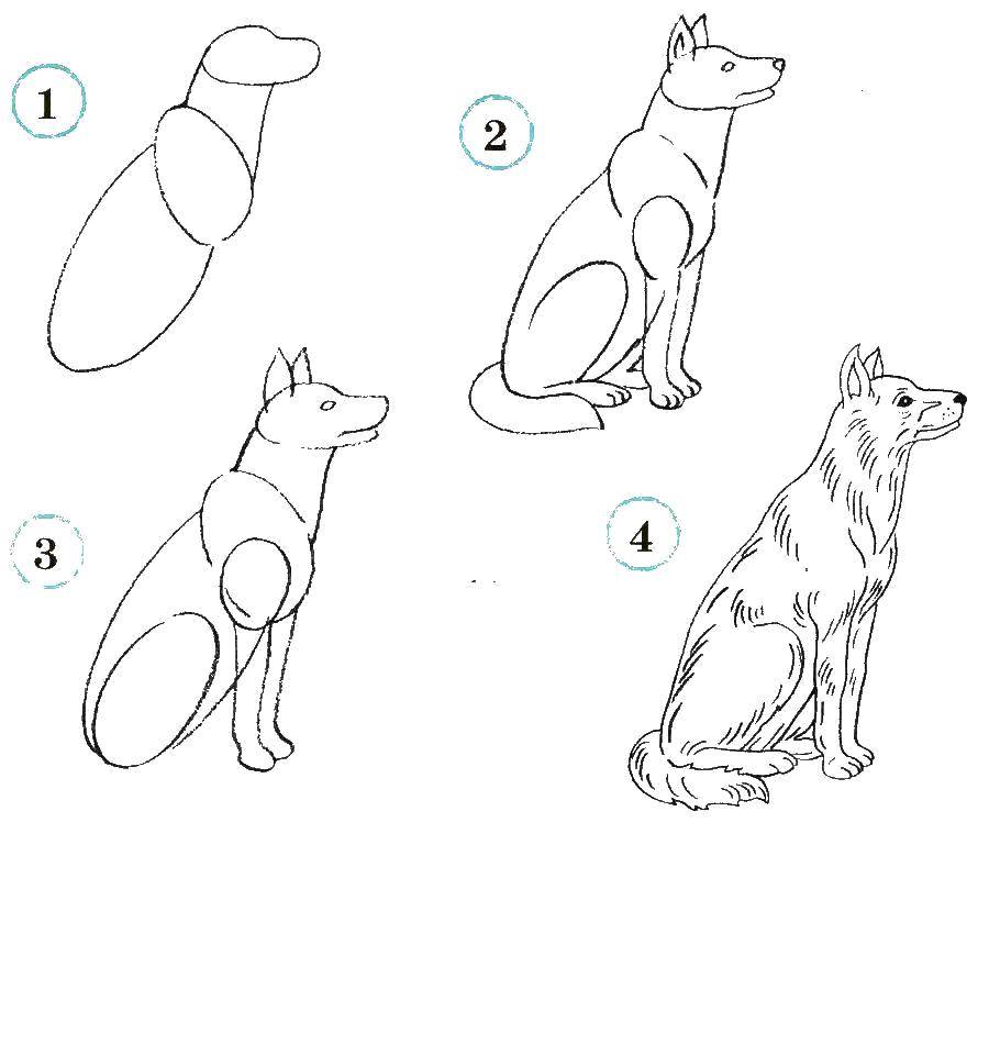 Название: Раскраска Поэтапно рисуем собаку. Категория: как нарисовать поэтапно животных. Теги: Животные, собака.