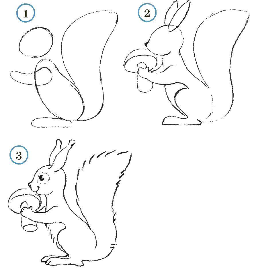 Coloring Learn to draw a squirrel. Category how to draw an animal in stages. Tags:  Animals, squirrel.