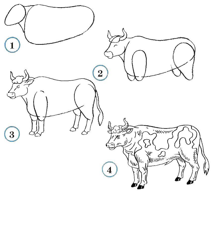 Название: Раскраска Учимся рисовать быка. Категория: как нарисовать поэтапно животных. Теги: Животные, бык.