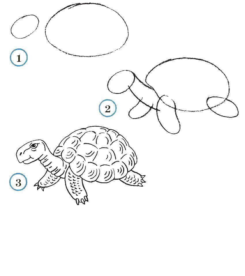 Название: Раскраска Учимся рисовать черепаху. Категория: как нарисовать поэтапно животных. Теги: Животные, черепаха.