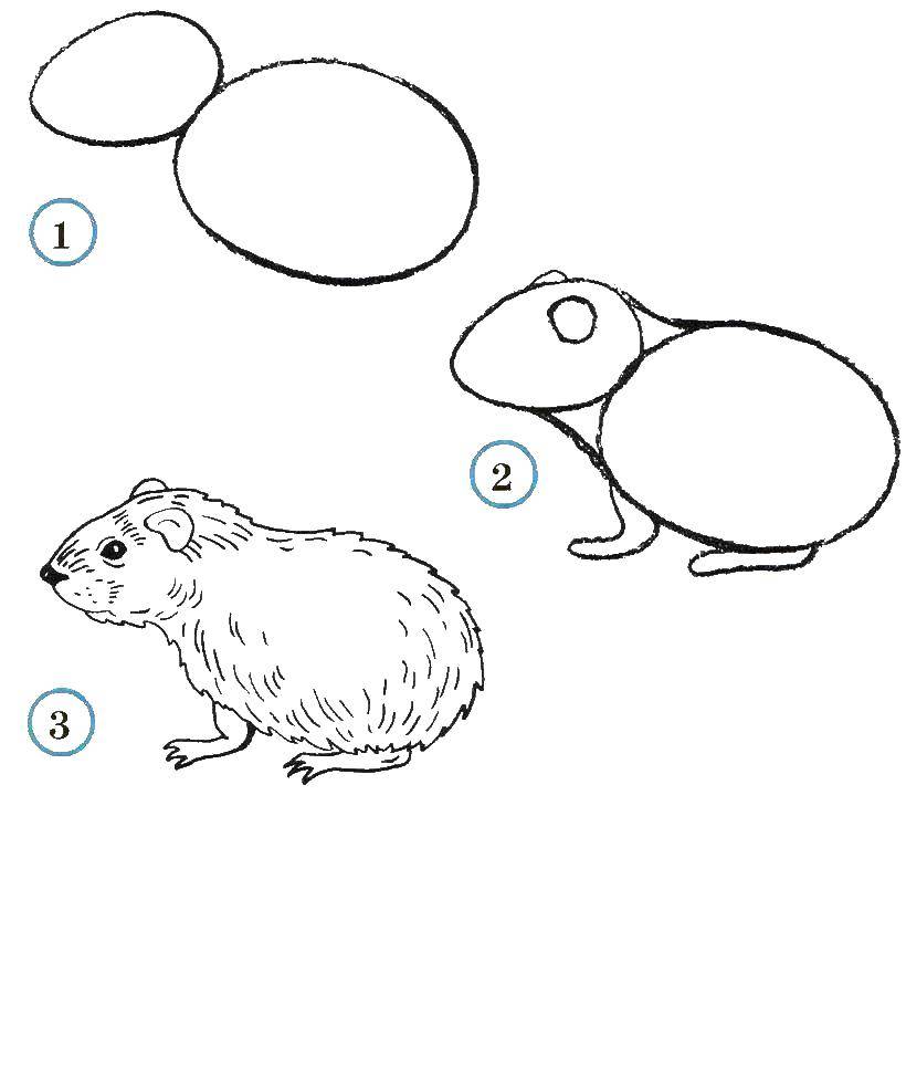 Название: Раскраска Учимся рисовать хомячка. Категория: как нарисовать поэтапно животных. Теги: Животные, хомячок.