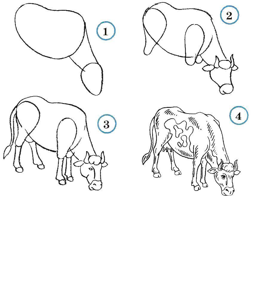 Название: Раскраска Учимся рисовать корову. Категория: как нарисовать поэтапно животных. Теги: Животные, корова.