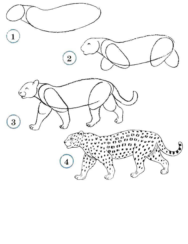 Название: Раскраска Учимся рисовать леопарда. Категория: как нарисовать поэтапно животных. Теги: Животные, леопард.
