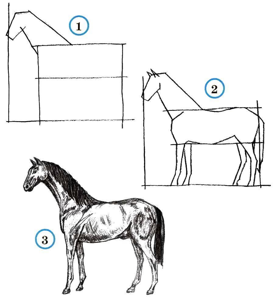 Название: Раскраска Учимся рисовать лошадь. Категория: как нарисовать поэтапно животных. Теги: Животные, лошадь.