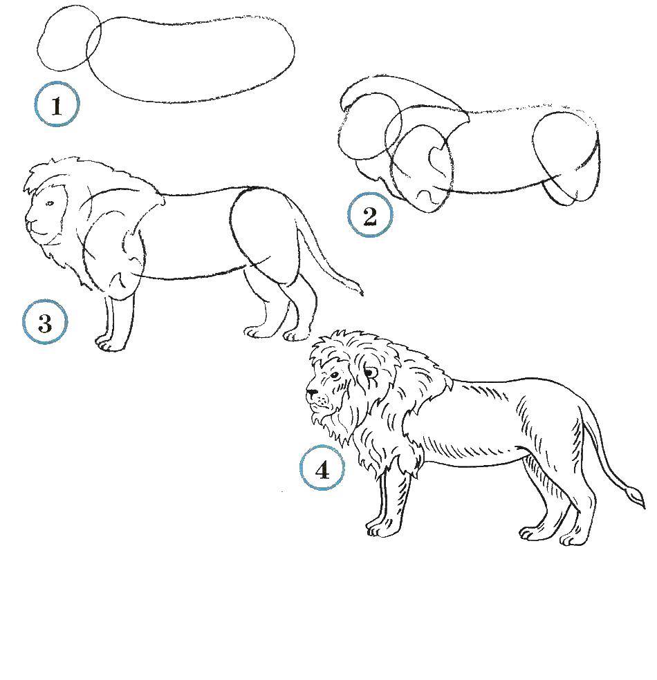 Название: Раскраска Учимся рисовать льва. Категория: как нарисовать поэтапно животных. Теги: Животные, лев.