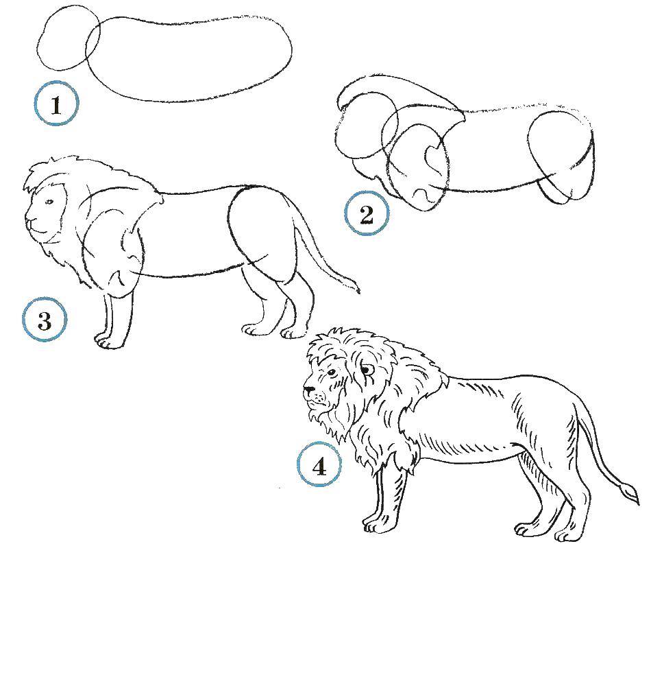 Раскраски Раскраска Учимся рисовать льва как нарисовать поэтапно животных,  скачать распечатать раскраски.
