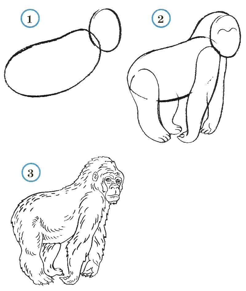 Название: Раскраска Учимся рисовать обезьяну. Категория: как нарисовать поэтапно животных. Теги: Животные, обезьянка.