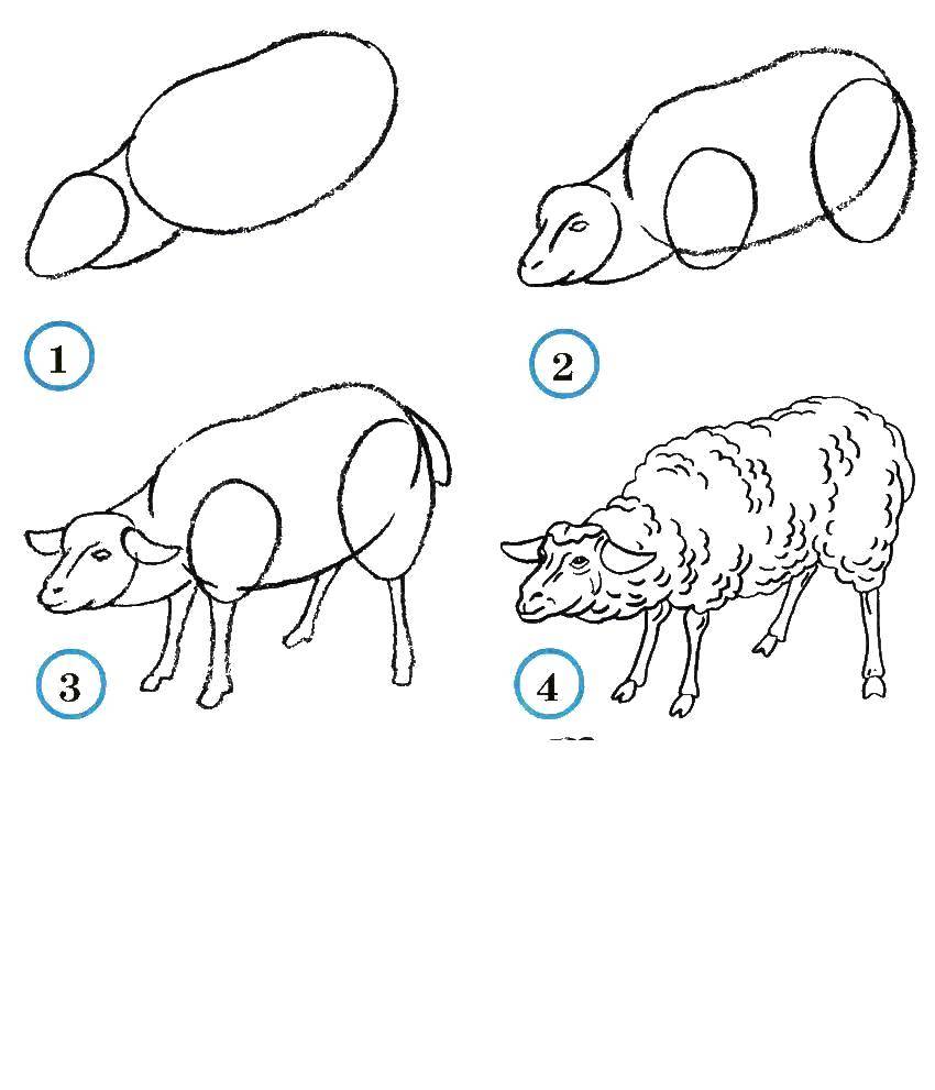 Название: Раскраска Учимся рисовать овечку. Категория: как нарисовать поэтапно животных. Теги: Животные, овечка.