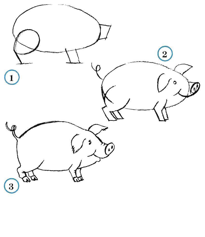 Название: Раскраска Учимся рисовать свинку. Категория: как нарисовать поэтапно животных. Теги: Животные, свинка.