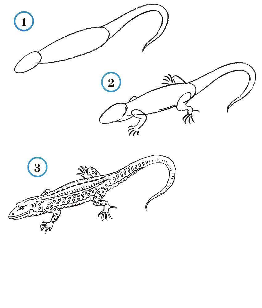 Название: Раскраска Учимся рисовать ящерицу. Категория: как нарисовать поэтапно животных. Теги: Рептилия, ящерица.