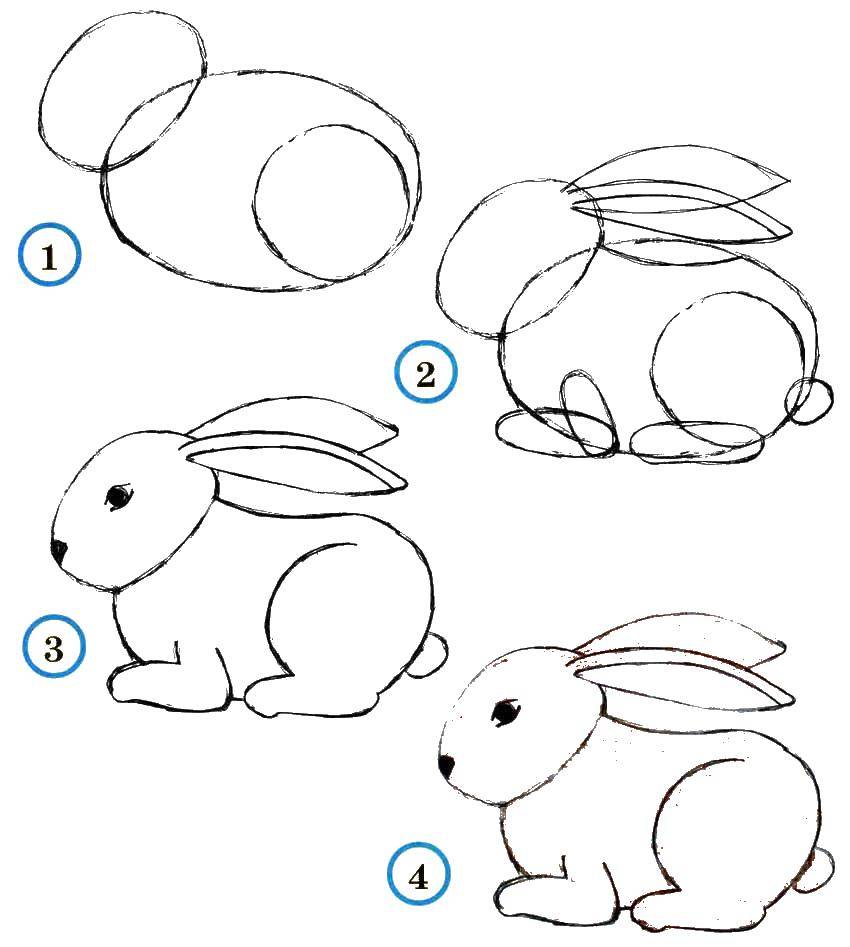 Название: Раскраска Учимся рисовать зайчика. Категория: как нарисовать поэтапно животных. Теги: Животные, зайчик.