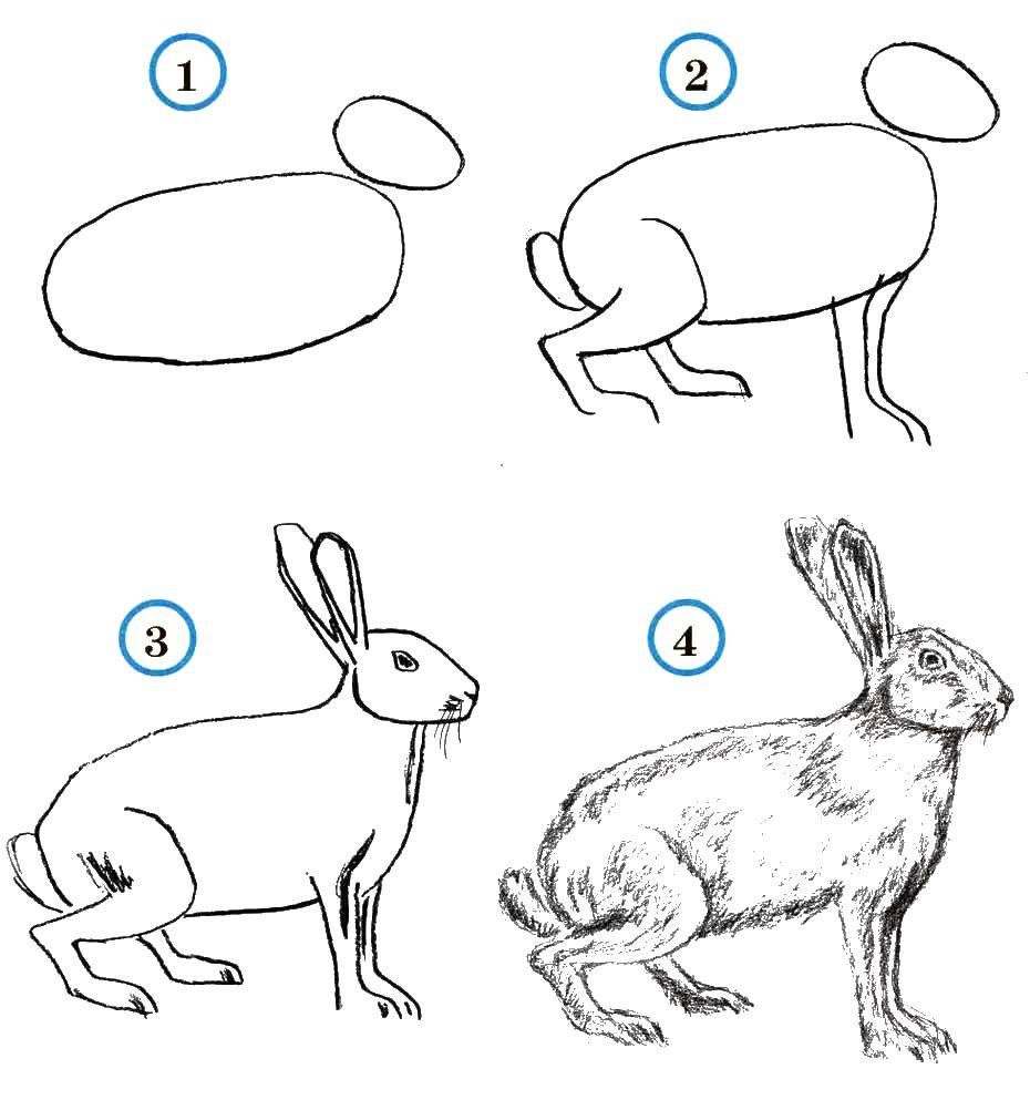 Название: Раскраска Учимся рисовать зайчика. Категория: как нарисовать поэтапно животных. Теги: Животные, зайчик.