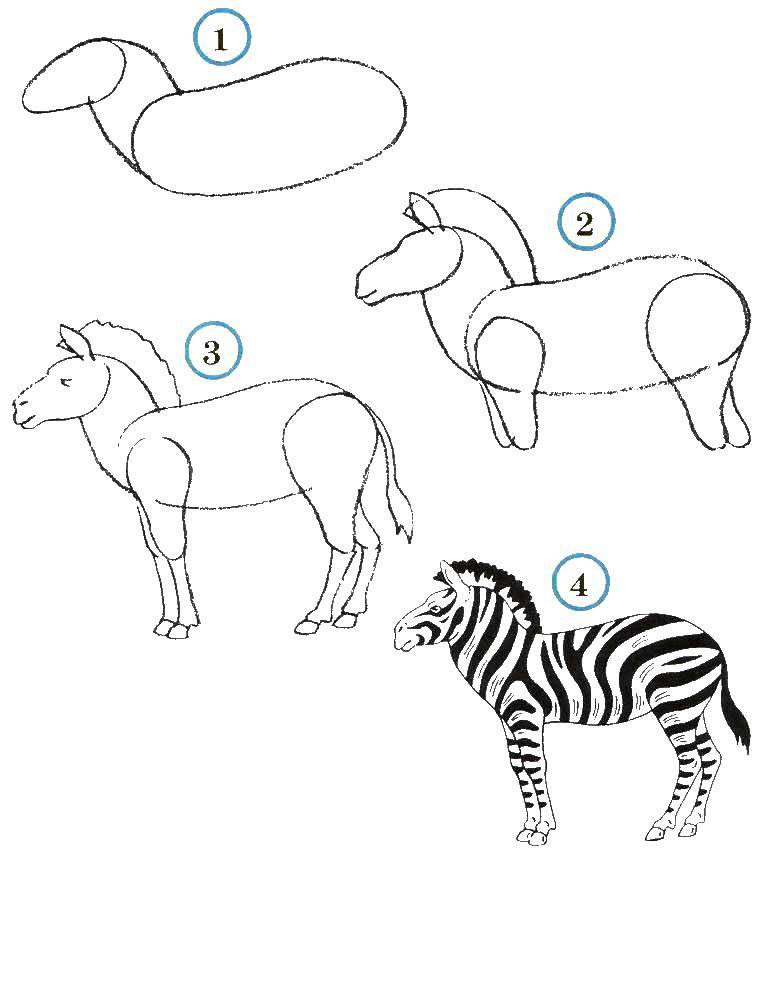 Название: Раскраска Учимся рисовать зебру. Категория: как нарисовать поэтапно животных. Теги: Животные, зебра.