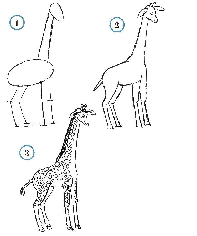 Название: Раскраска Учимся рисовать жирафа. Категория: как нарисовать поэтапно животных. Теги: Животные, жираф.