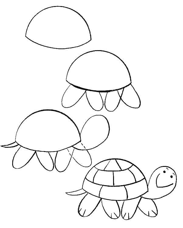 Название: Раскраска Поэтапно рисуем черепашку. Категория: как нарисовать поэтапно животных. Теги: Рептилия, черепаха.
