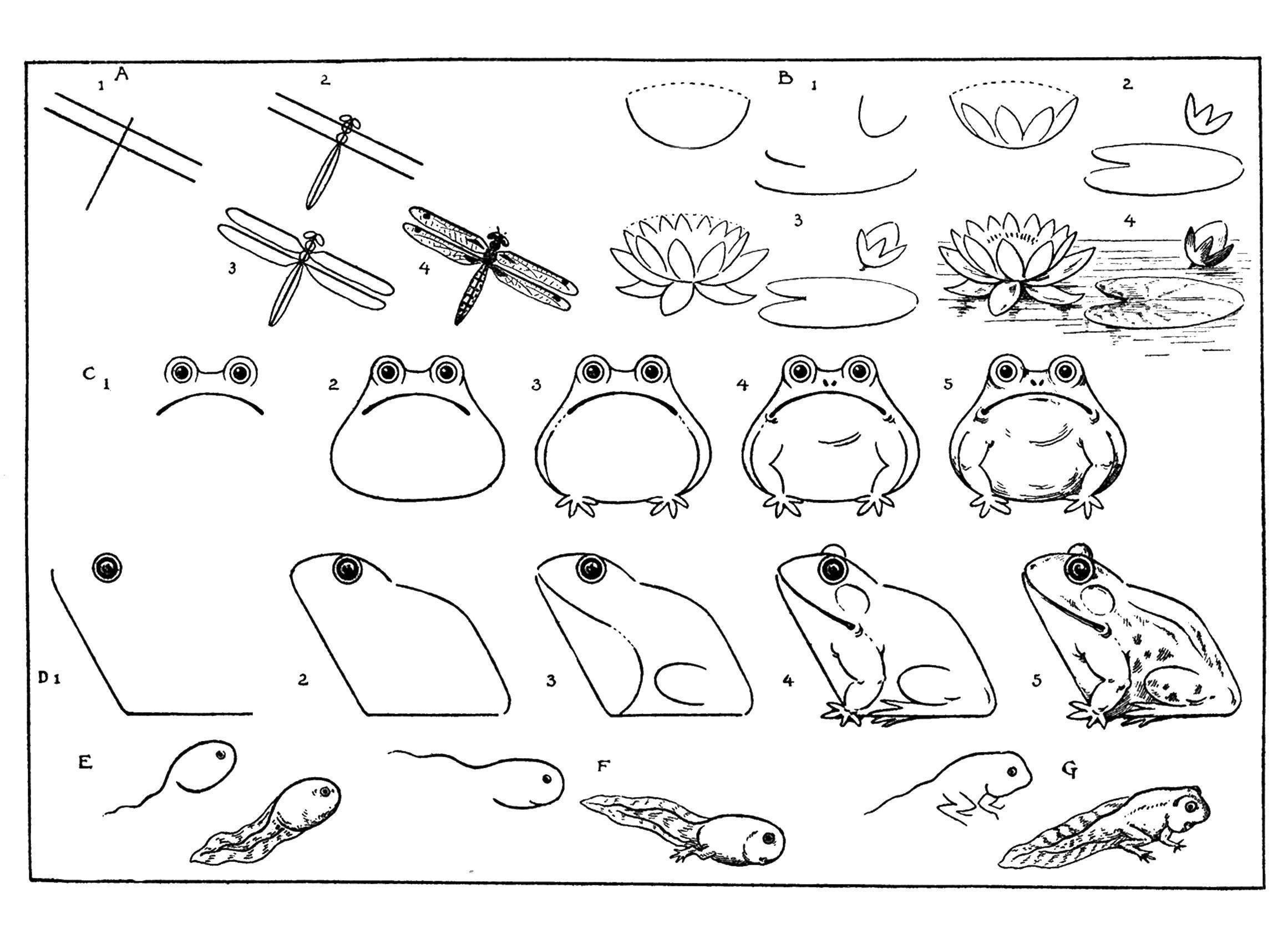 Название: Раскраска Поэтапно рисуем лягушку. Категория: как нарисовать поэтапно животных. Теги: Рептилия, лягушка.