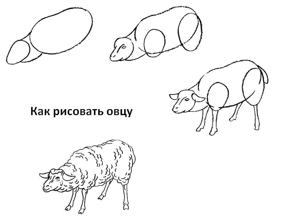 Название: Раскраска Поэтапно рисуем овечку. Категория: как нарисовать поэтапно животных. Теги: Животные, овечка.