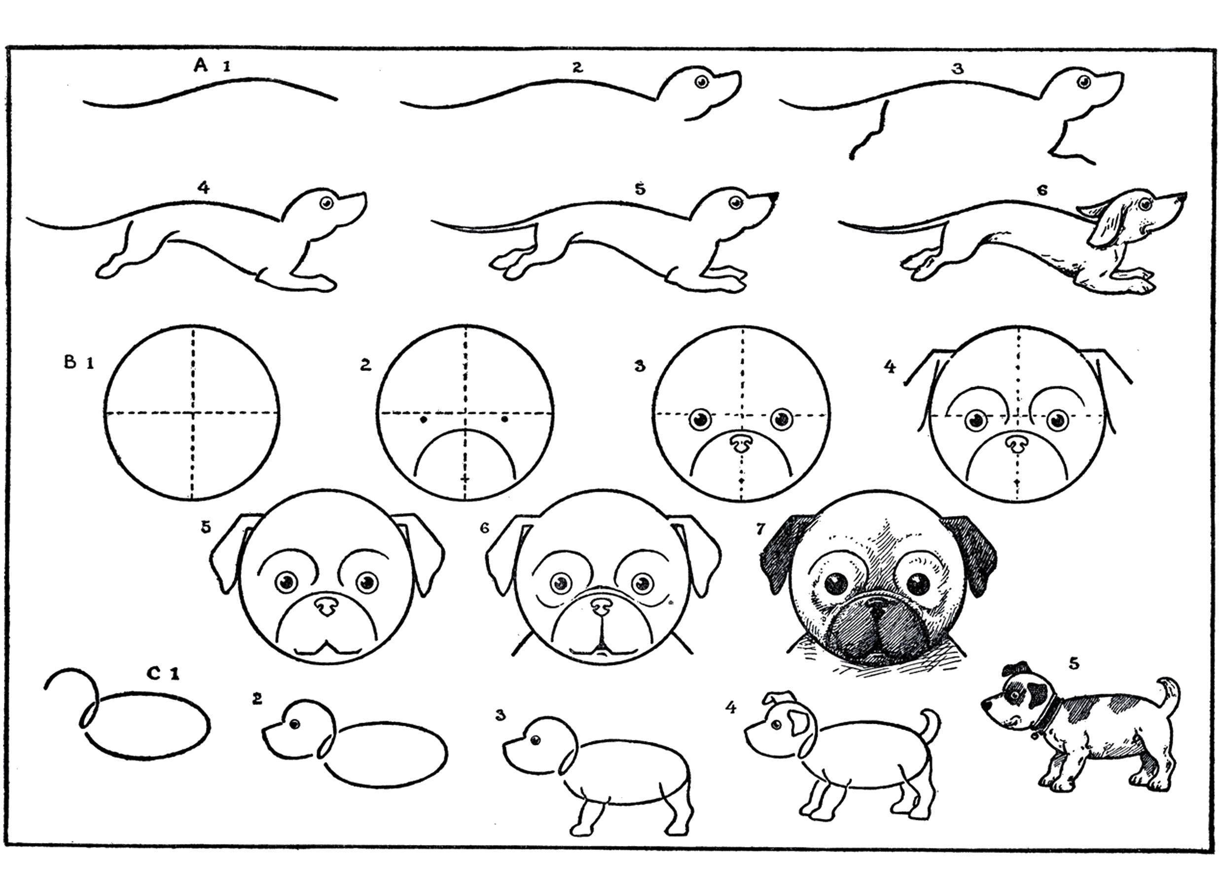 Название: Раскраска Поэтапно рисуем собаку. Категория: как нарисовать поэтапно животных. Теги: Животные, собака.