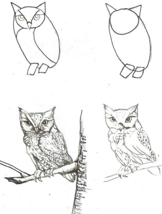 Название: Раскраска Поэтапно рисуем сову. Категория: как нарисовать поэтапно животных. Теги: Птицы, сова.