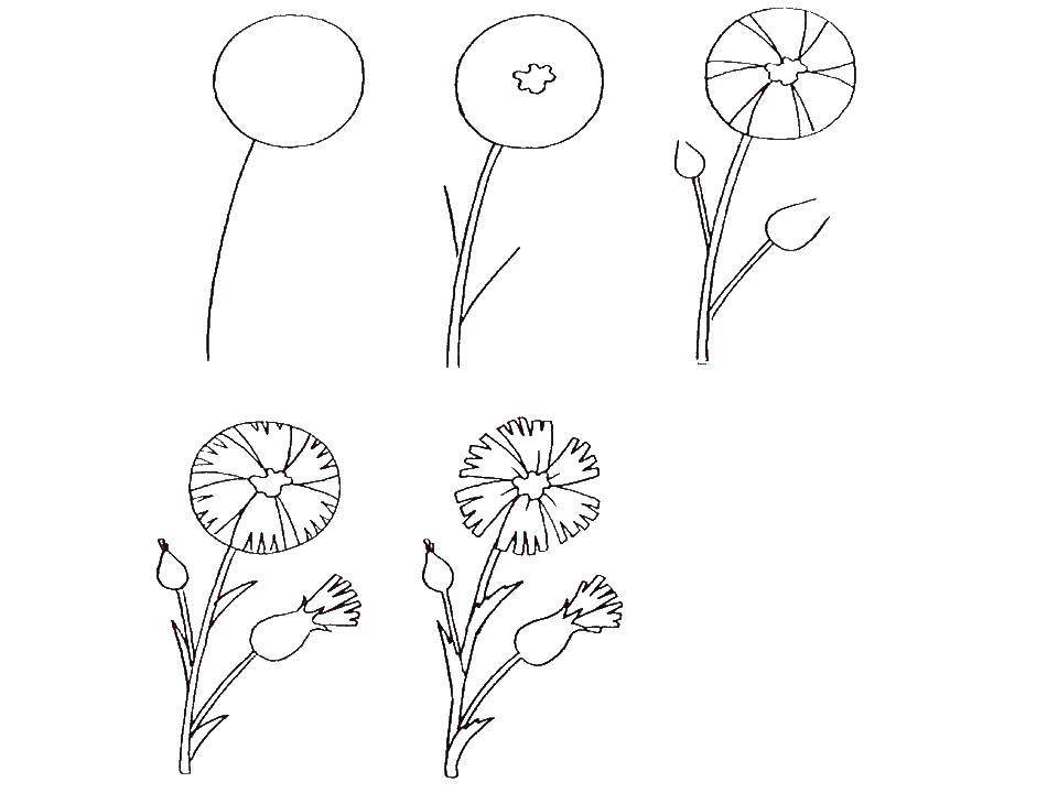 Coloring Gradually draw the flower. Category how to draw an animal in stages. Tags:  Flowers.